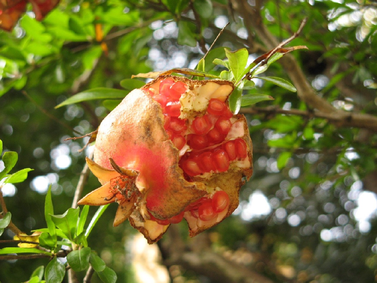 Punica granatum / Melograno